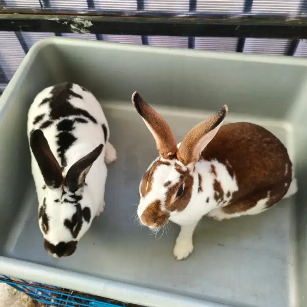 Dua ekor kelinci Rex siap kawin