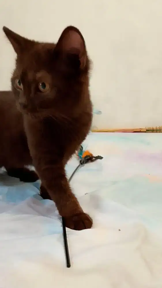 Kucing british shorthair choco / coklat