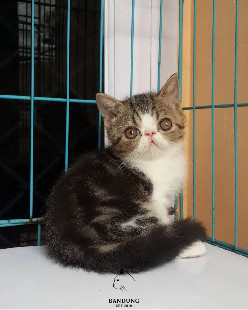 Kitten Exotic Shorthair Betina