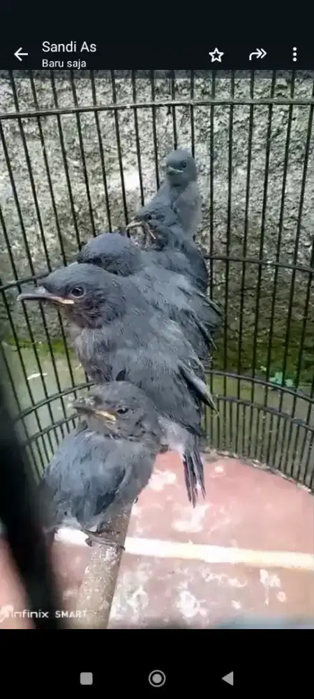 Burung Srigunting abu anakan