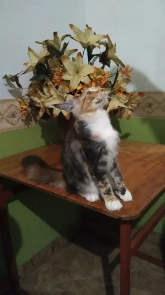 Lepas Adopt Pure Meincoon Murah