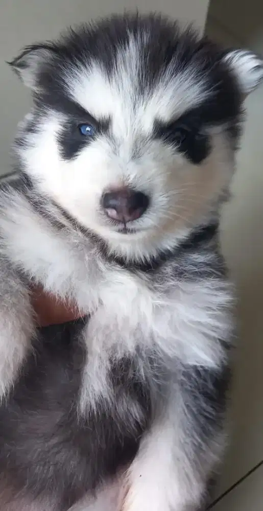 PUPPIES SIBERIAN HUSKY