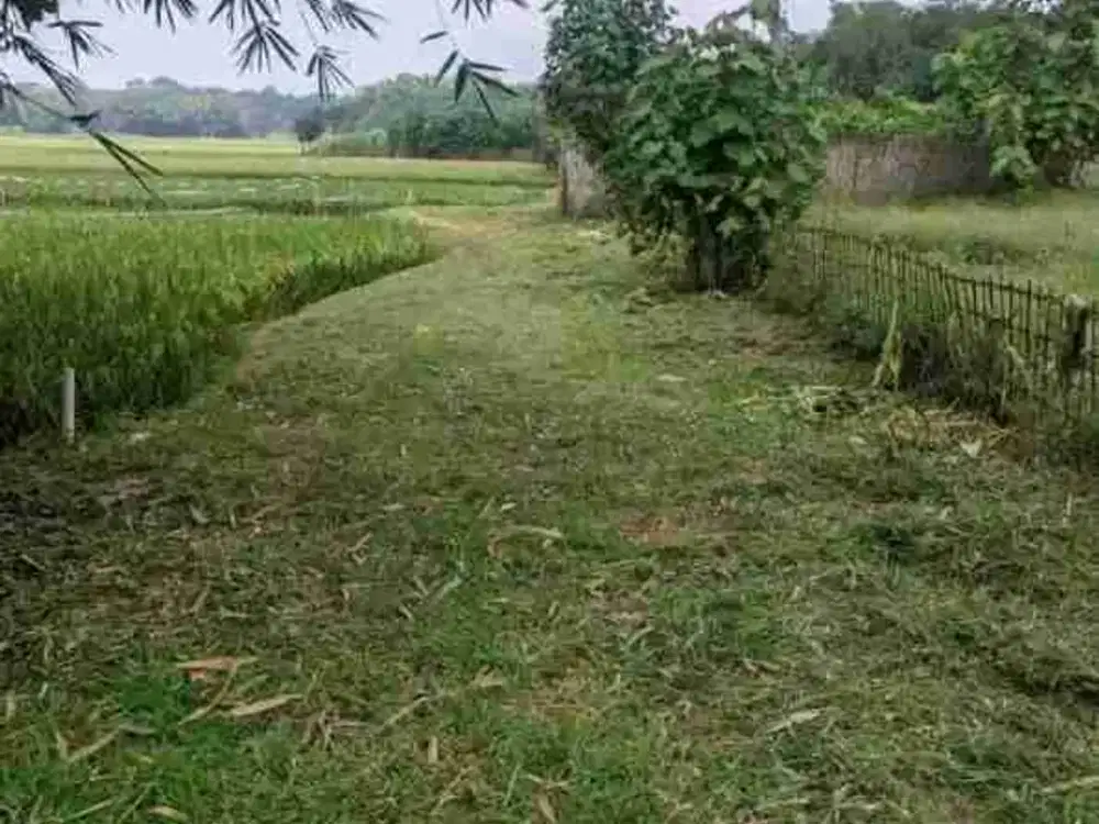 Dijual Kebun Jambu Air Yang Aktif Berbuah Di KP Ridogalih Cibarusah Bekasi