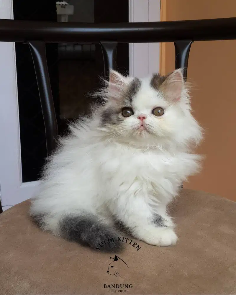Kitten Persia Longhair Betina
