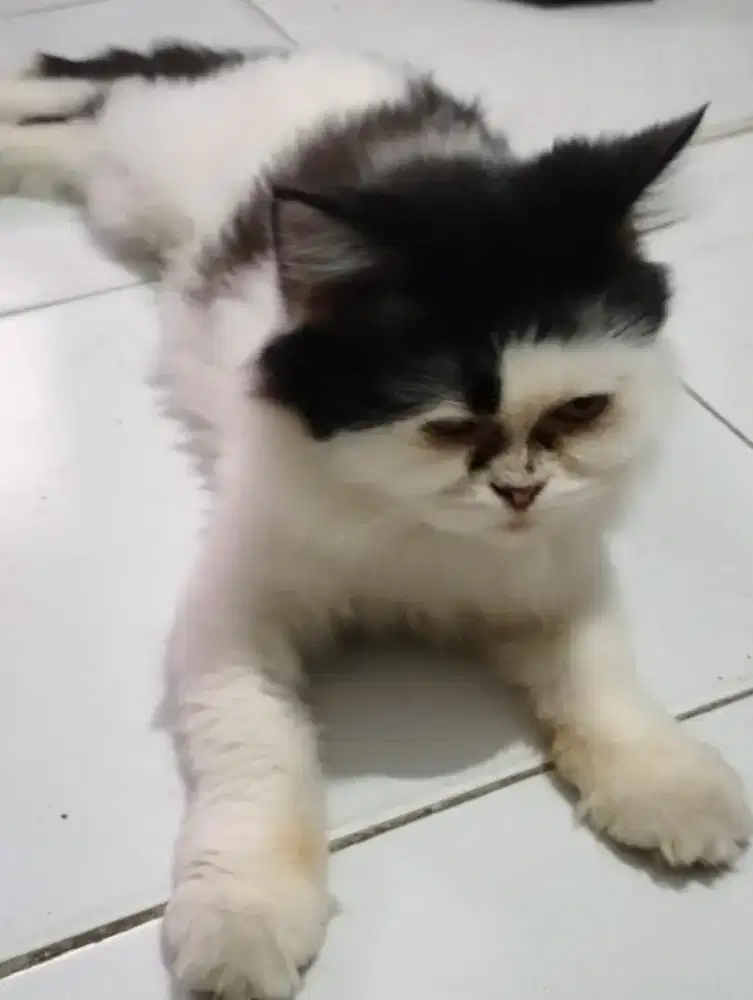 Oper Adopt Anakan Kucing Persia Peaknose