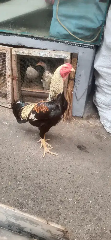 Shamo eropa line nuber