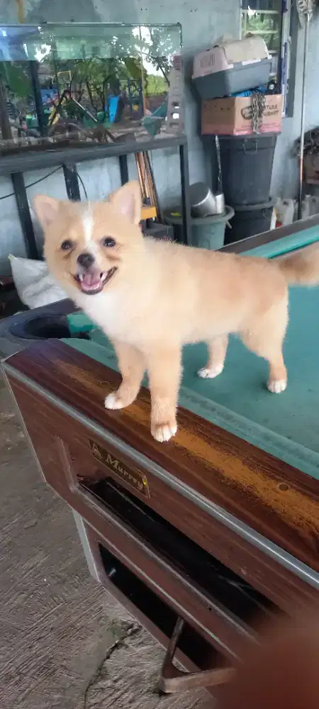 Dijual anak anjing pom usia 3 bln 900.000 perekor