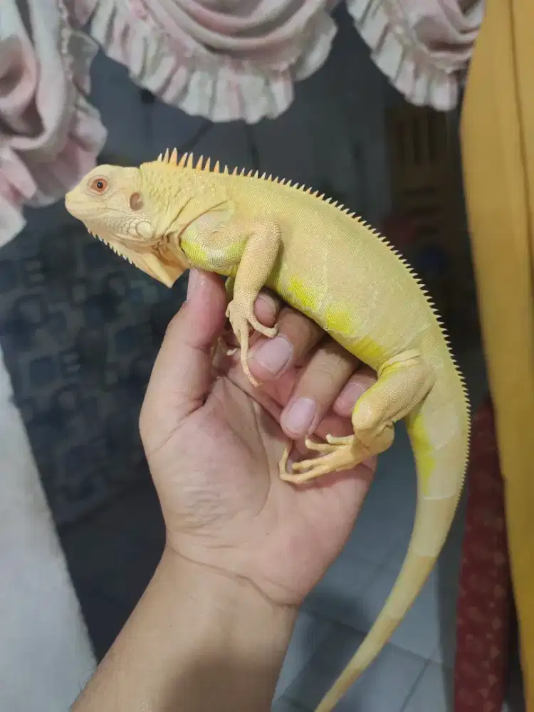 Iguana red albino jinak