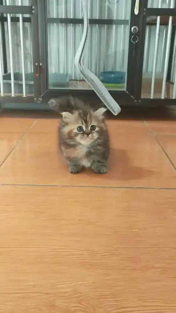 Lepas Adopt kitten Munchkin