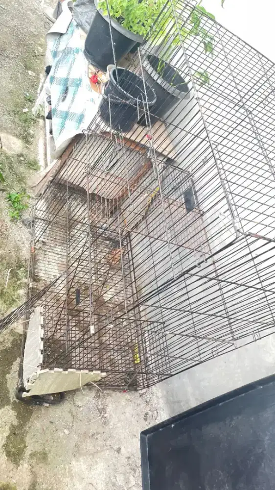 Kandang kucing tingkat