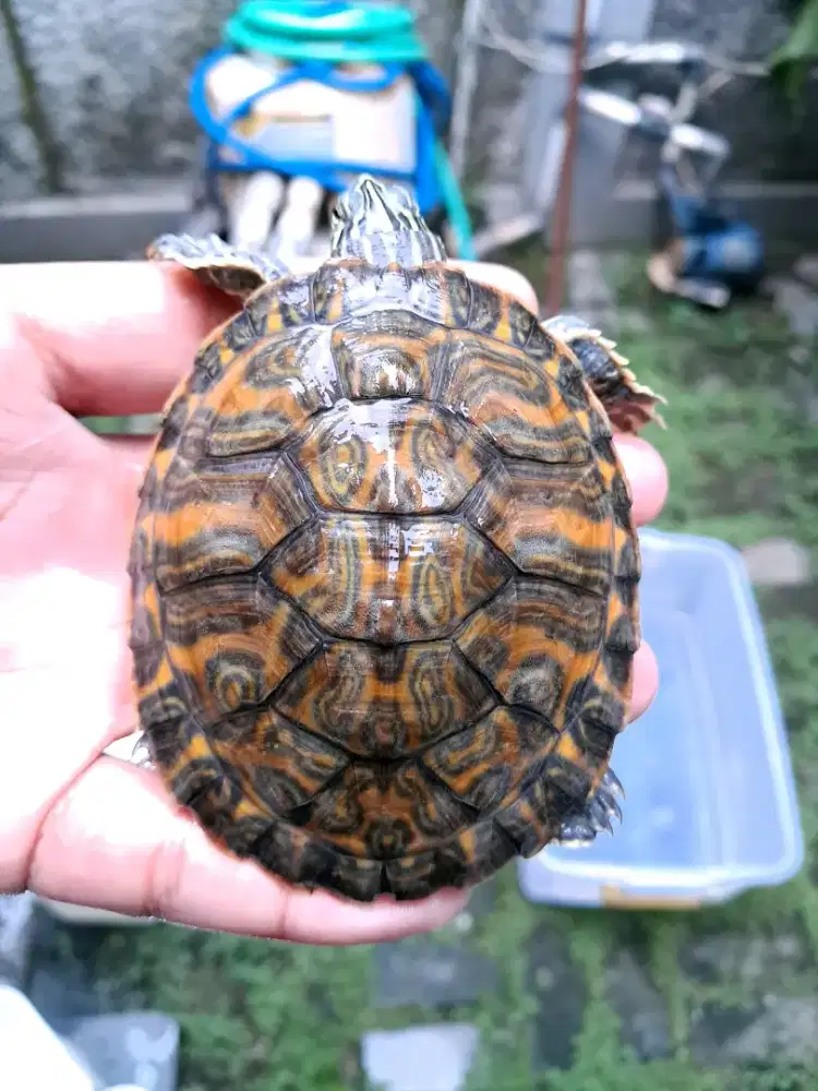 Kura-kura red belly, bukan res atau brazil