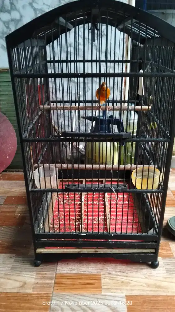 Burung kenari dan sangkar