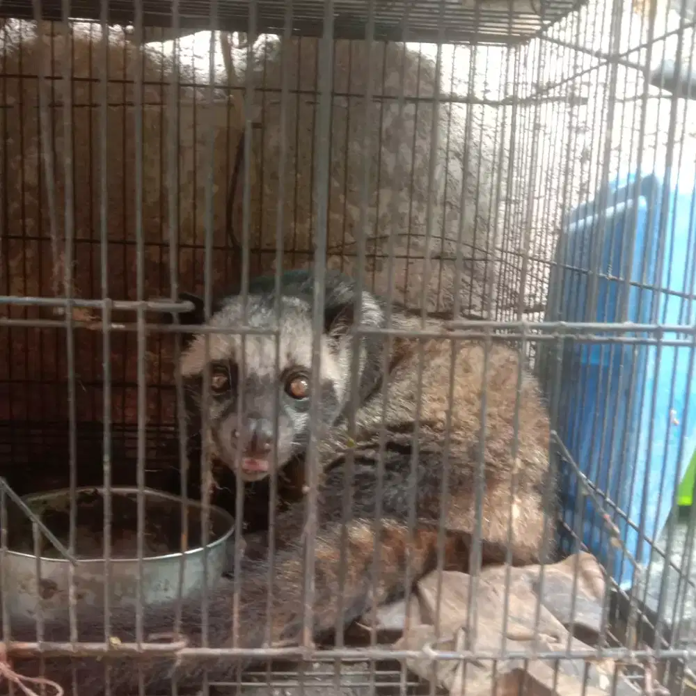 Jual hewan musang pandan