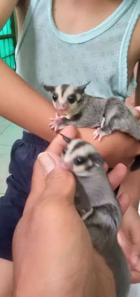 Sugar blider umur 1 bulan