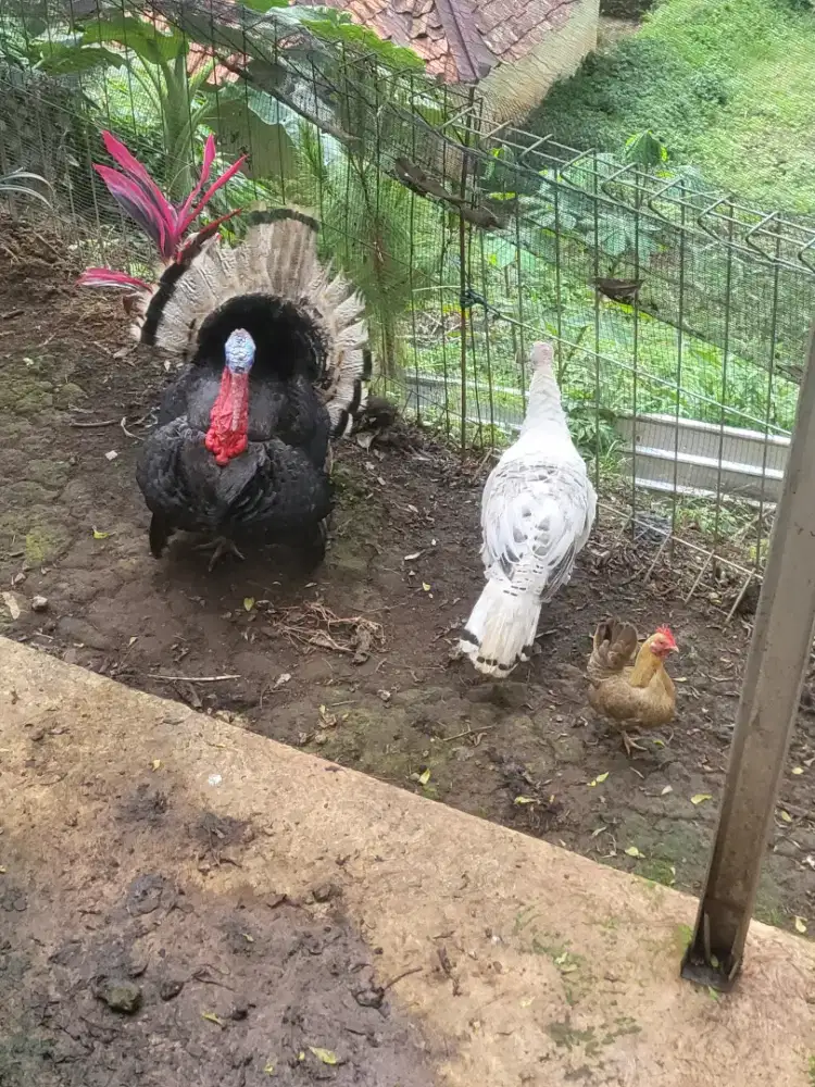 Di JUAL SEPASANG KALKUN DEWASA