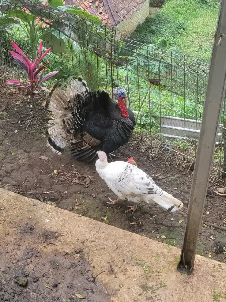 JUAL BORONGAN KALKUN & AYAM KATE