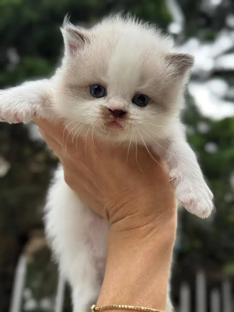 Kucing ragdoll lucu menggemaskan
