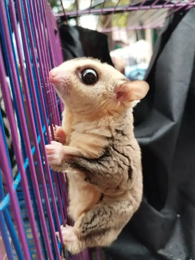 Sugar glider white face