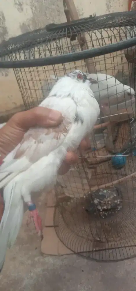 JUAL BURUNG CANTIK SEPASANG 170RB