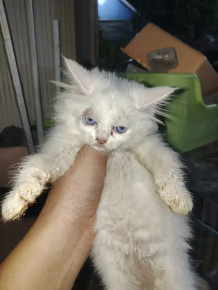 Kucing Persia mix maencoon