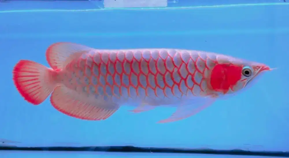 arwana super red merah mrtalik