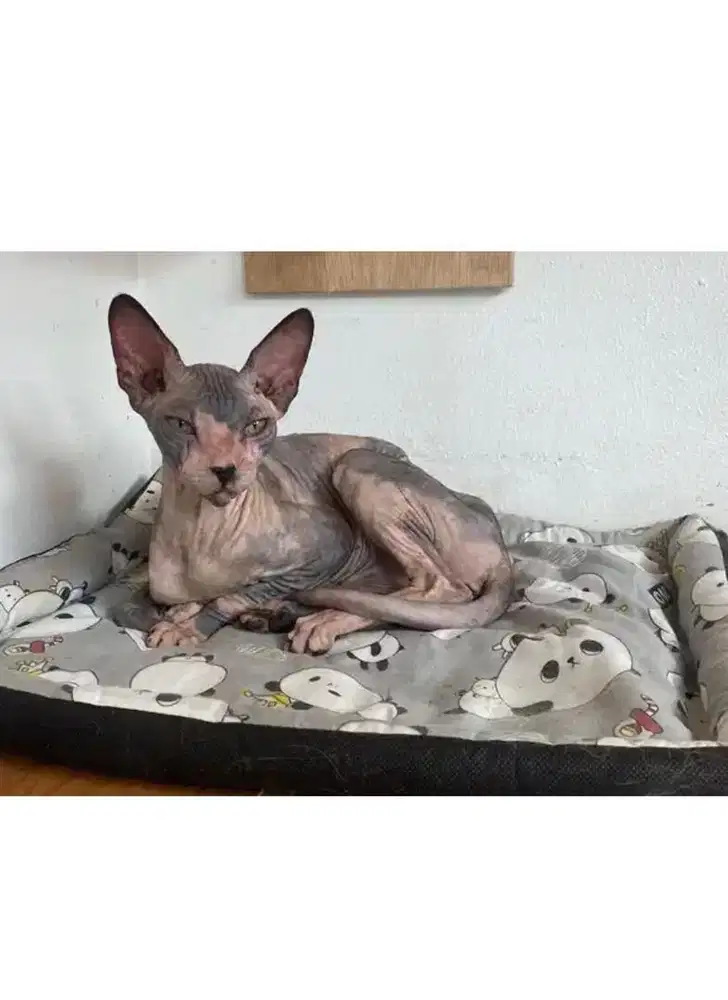 Sphynk calico betina