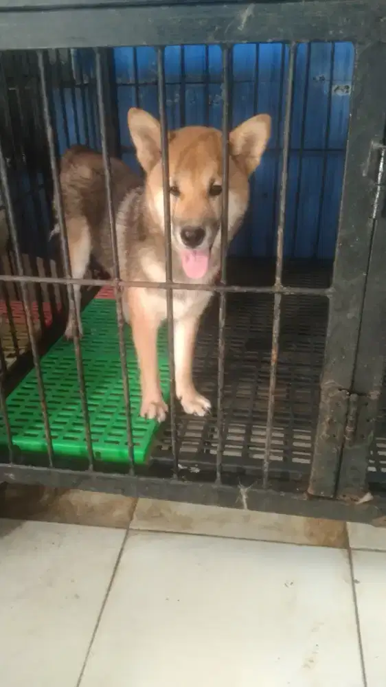 shiba inu jantan 6 bulan