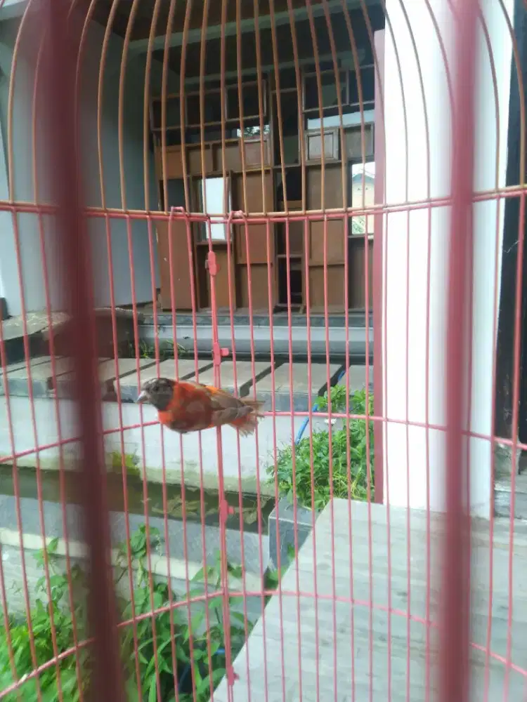 Burung Red Siskin Delute Dewasa