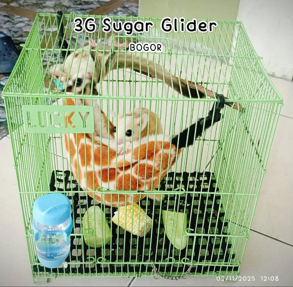 Sugar Glider Sepasang Leucistic dan Grey posisi IP 2  Fullset Kandang