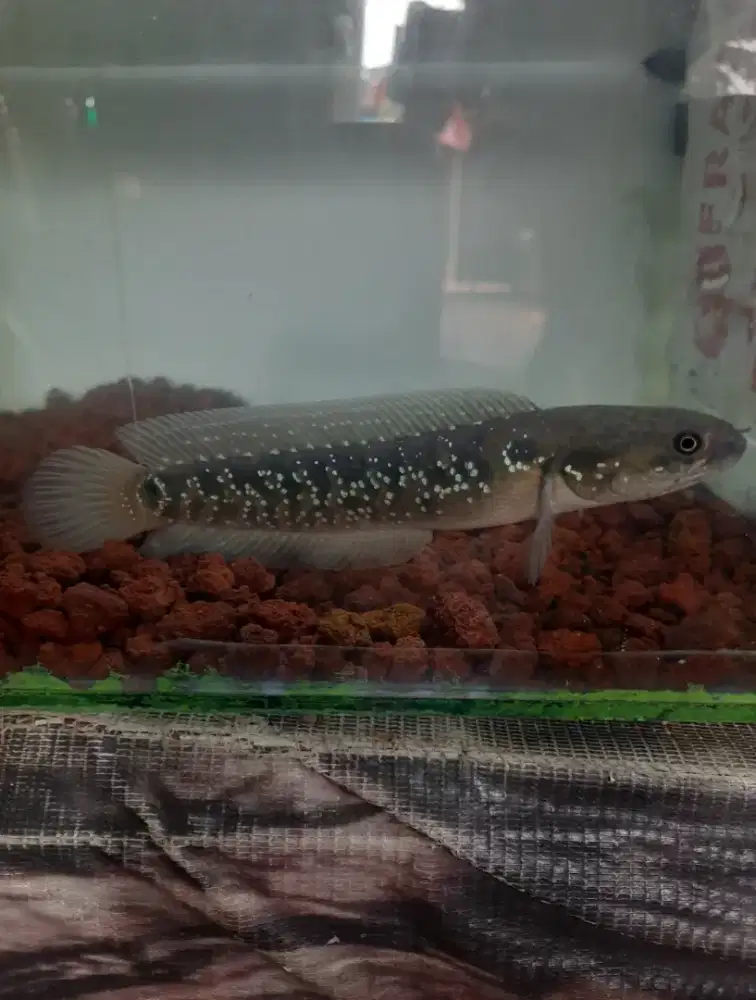 Channa asiatica size 16cm