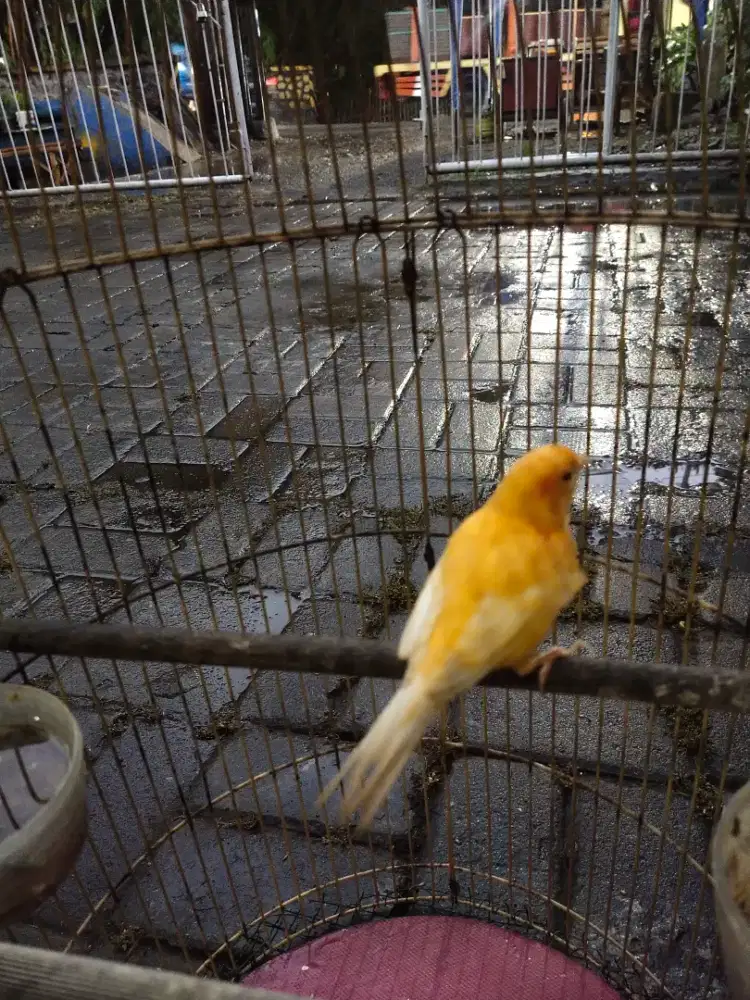 Kenari merlok betina