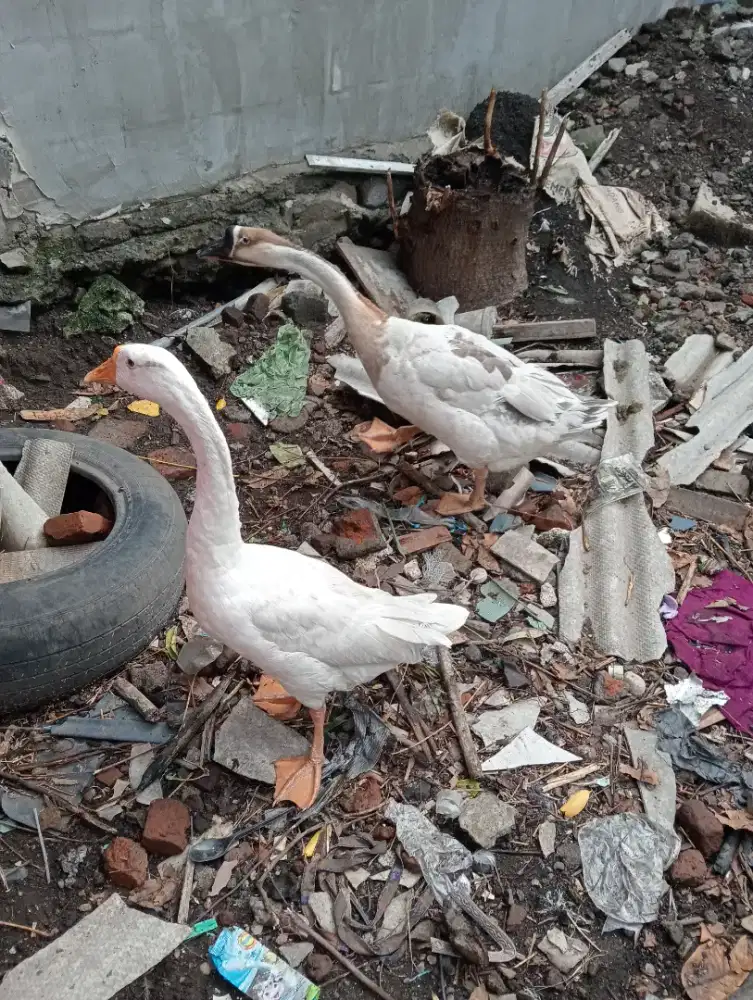 Angsa betina ada 2 ekor