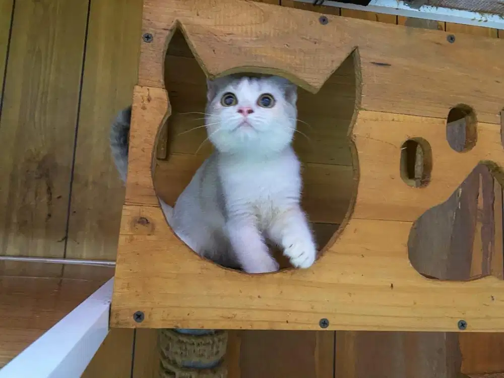 Kucing kitten british shorthair silver calico