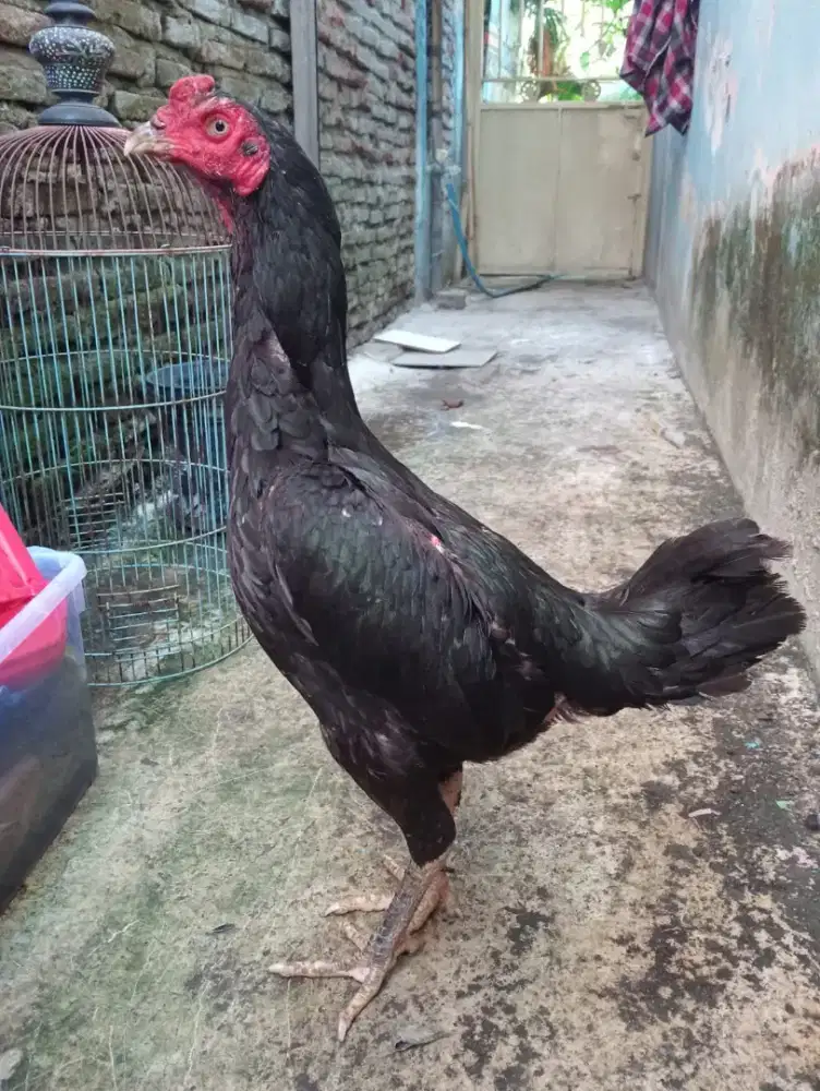Ayam koytrad produk 2x body big