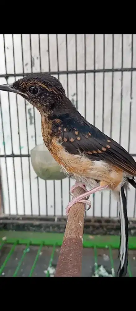 Murai trotolan jantan garansi