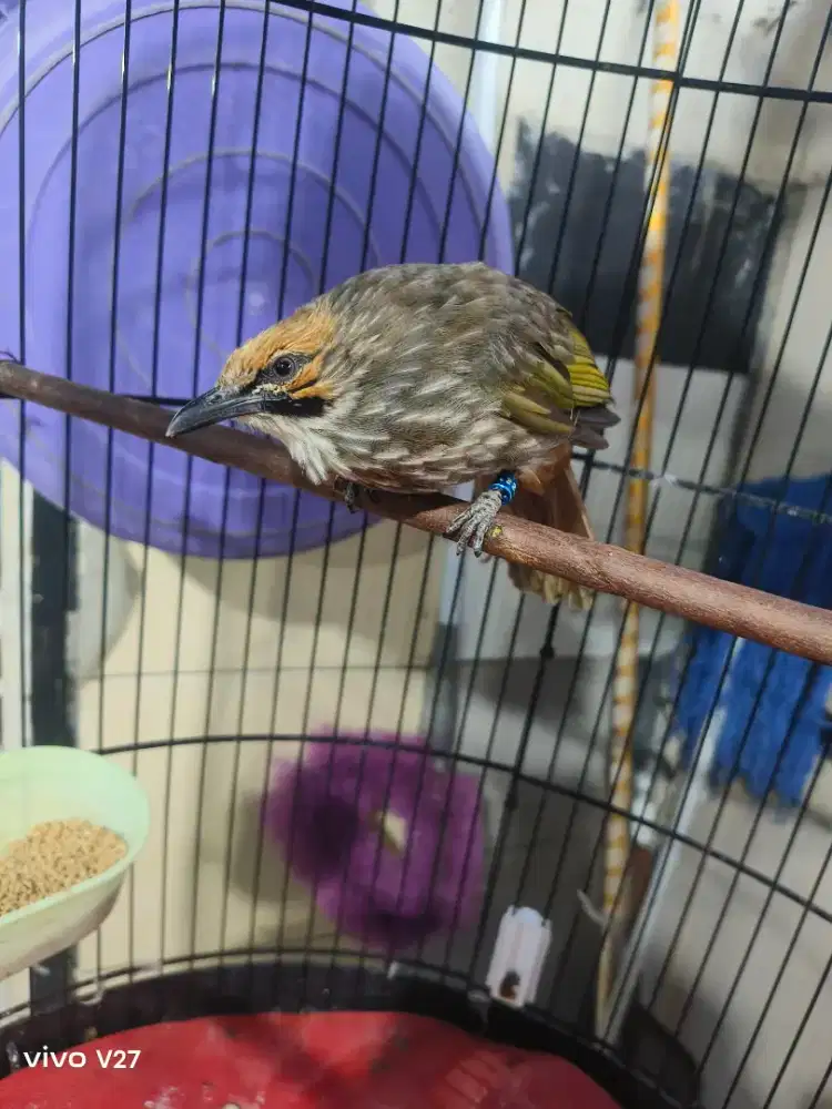 Cucak rowo jantan, gacor dor