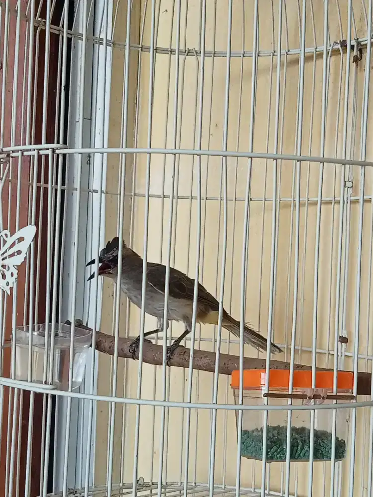 CROCOKAN JUAL FULLSET KERODONG NGGAK ADA SIAPA CEPAT AJA LAH