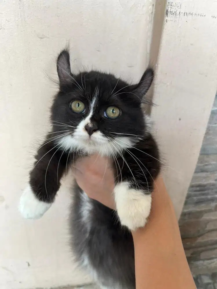 Jual Open Adopt Kucing Kitten Munchkin Kinkalow