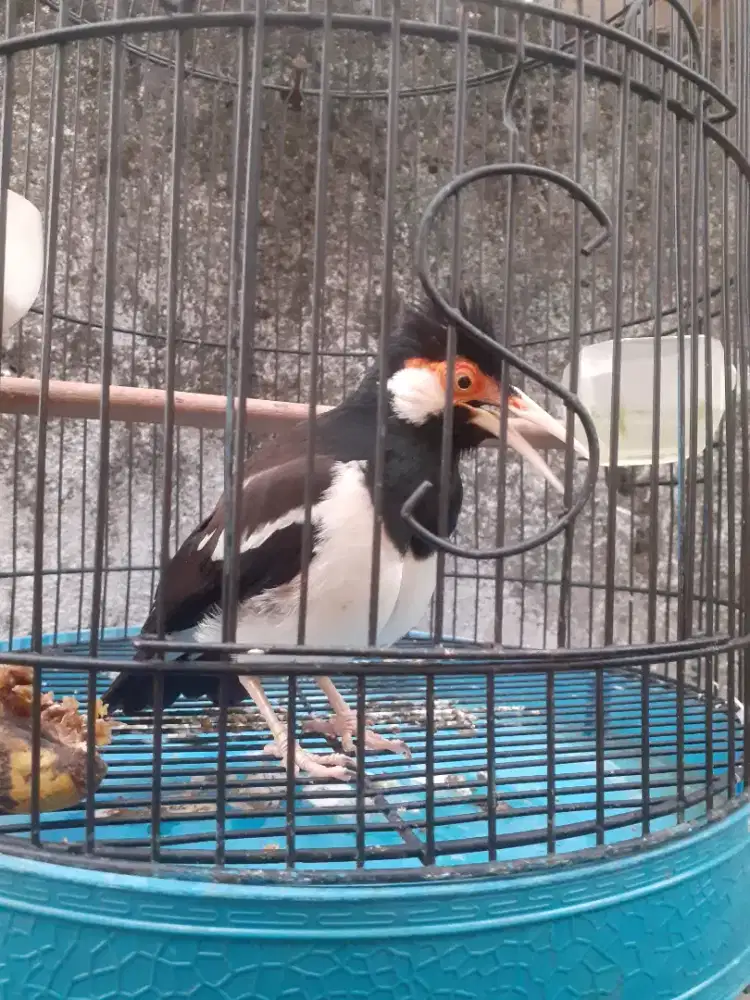 Jual burung jalak suren udh gàcor garuda fulset