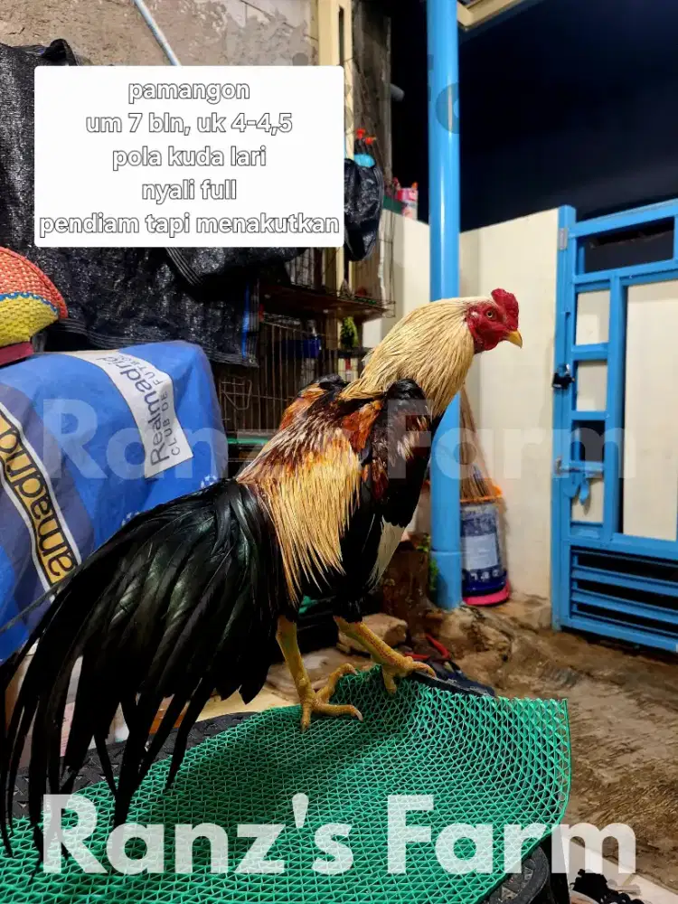 Ayam bangkok harga bervariasi