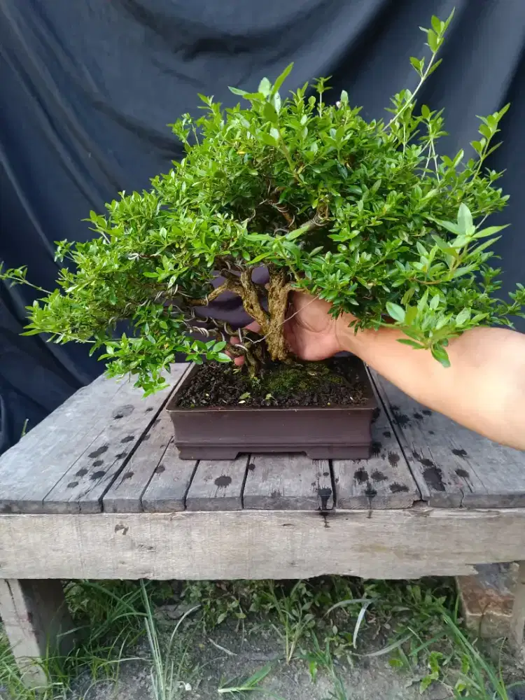 Tanaman bonsai serbin siap pajang