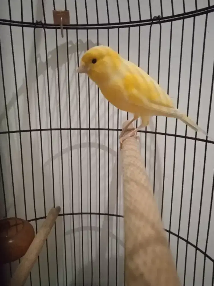 Kenari gacor,seri af,burung saja 350 pass,ada vidio,langsung w.a