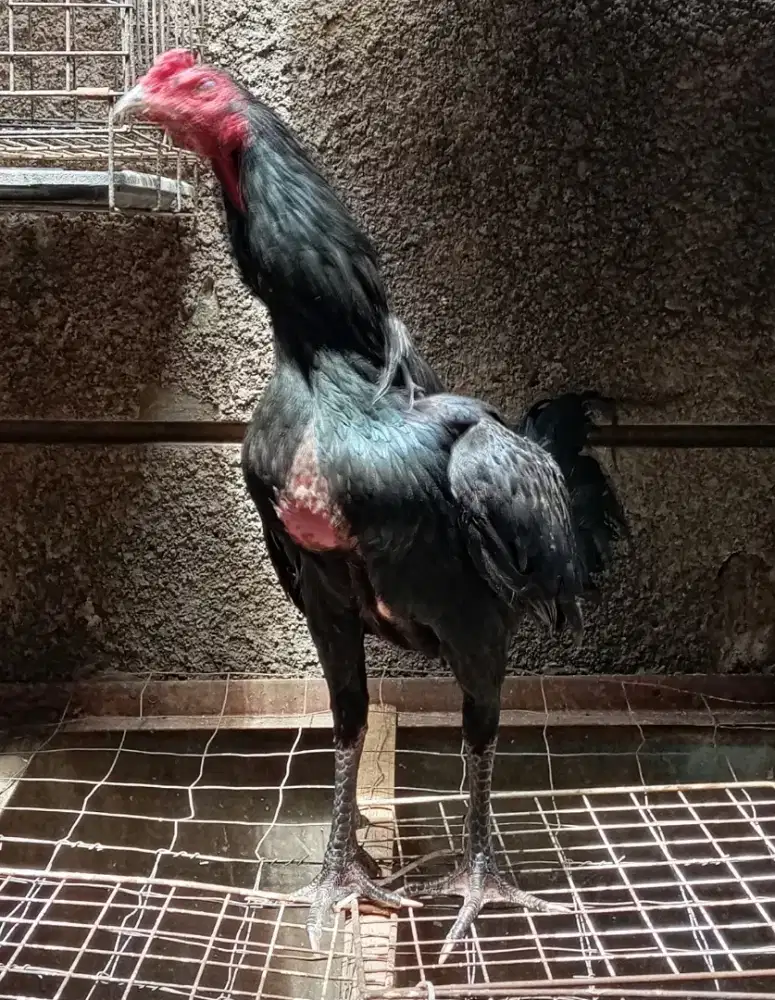 AYAM KHOYTRAD, PAKHOY, PAMA, MANGON, BURMA, PERUVIAN.