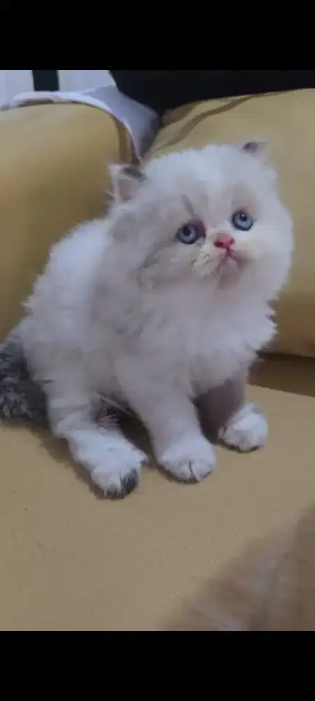 Kitten 2,5 Bulan Flatnose