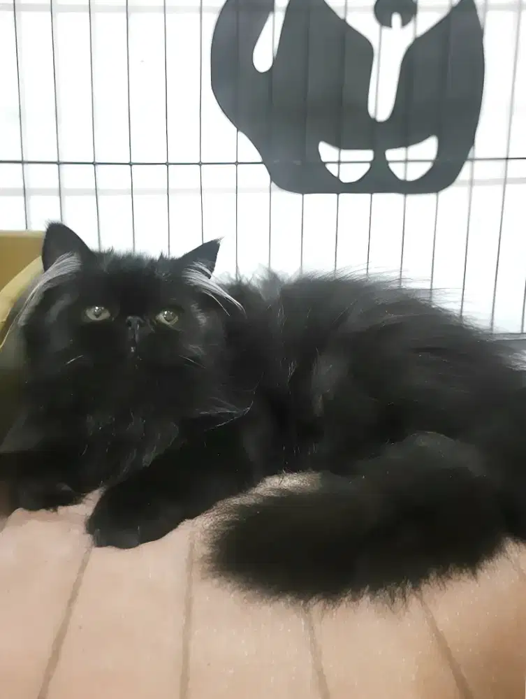 Jantan peaknose 3 bln