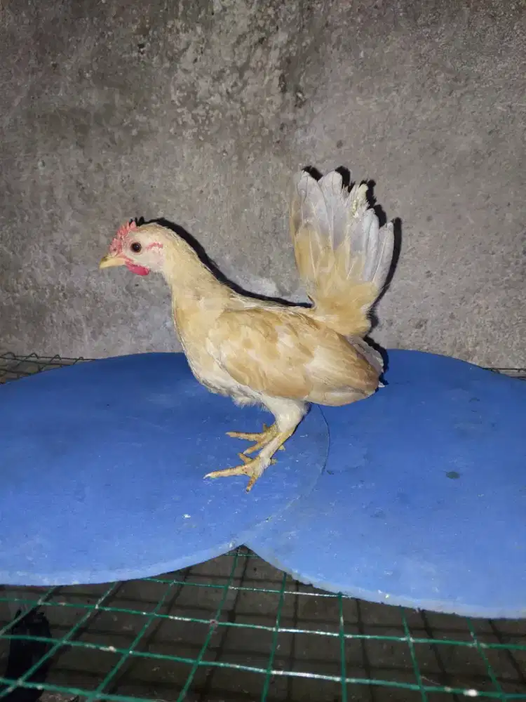 Jual Ayam Serama
