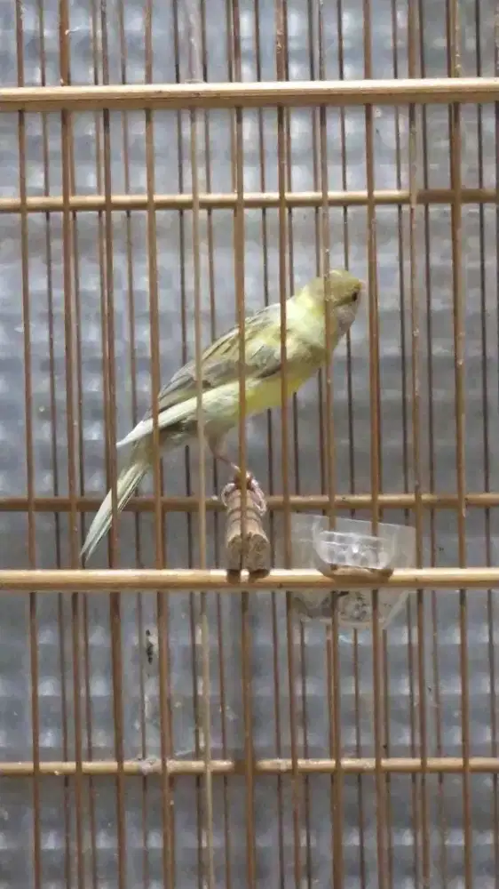 Burung kenari AFsf paud/anak jantan