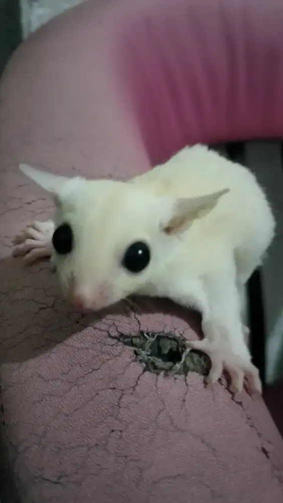 Suger glider leocistic