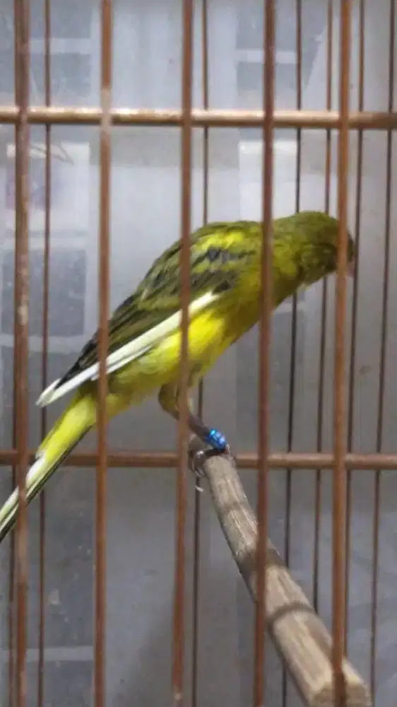 Burung kenari sfbbsf*AFsf gacor