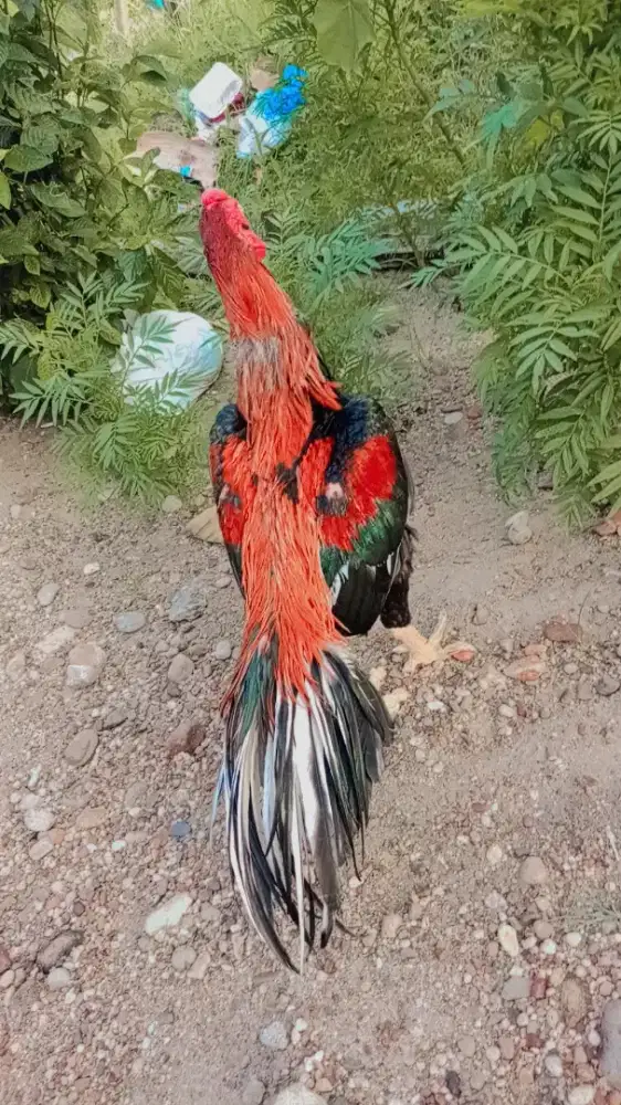 Ayam ekor lidi asli bukan silangan